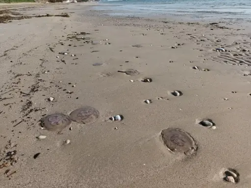 Spiaggia con diverse meduse spiaggiate sulla sabbia. Le mareggiate e le correnti marine spesso danno origine alle meduse che finiscono a riva.