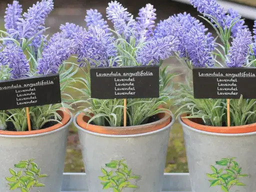 Drei Töpfe mit blühendem Lavendel, die für ein gemütliches Ambiente in der Wohnung sorgen. Die kleinen Schilder zeigen "Lavandula angustifolia".