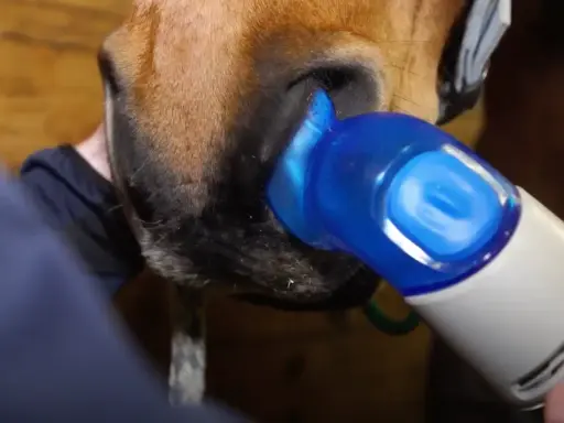 Pferd mit Atemnot: Ein Gerät wird an die Nüstern gehalten, um Symptome zu behandeln.