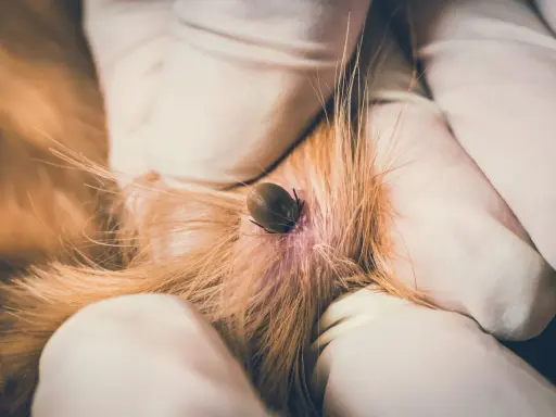 Gros plan d'une tique sur la peau d'un chien, retirée par des mains gantées.