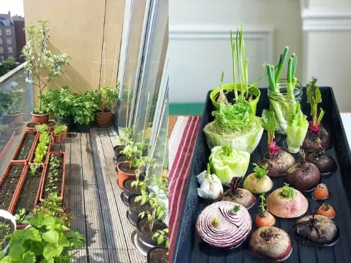 Un balcón lleno de vida con un huerto en casa. Verduras brotando en macetas y bandejas, listas para crecer.
