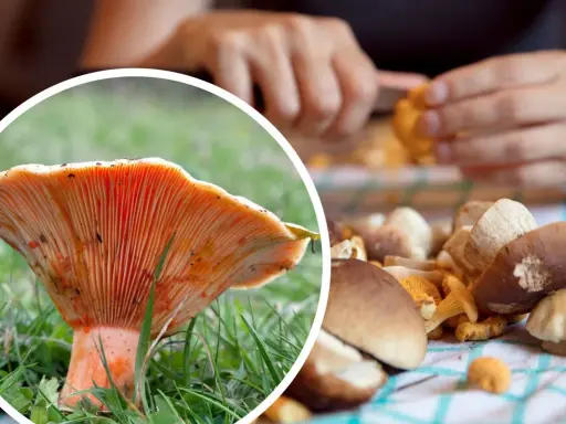 Perfekcyjne czyszczenie rydzów: Koniec z piaskiem! Poradnik