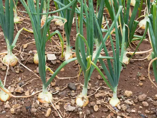 Gros plan sur une plantation d'oignons, les bulbes blancs et les tiges vertes se dressent dans la terre brune.