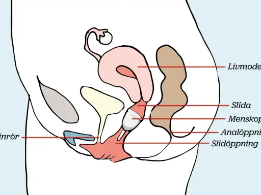 Illustration visar hur en menskopp placeras i slidan för att samla upp mensblod.