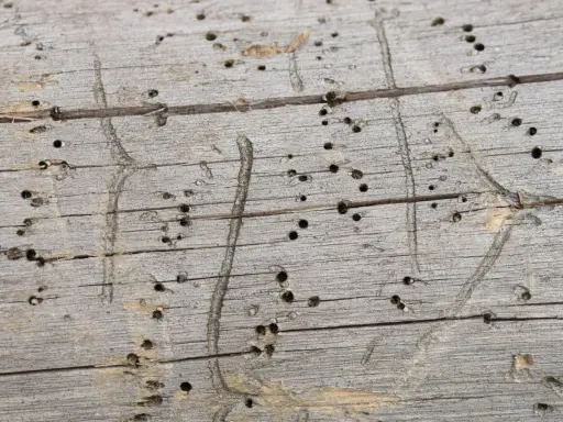 Surface d'un bois grisonnant criblé de petits trous, traces d'une attaque de vrillette du bois. Un traitement naturel pourrait être envisagé.