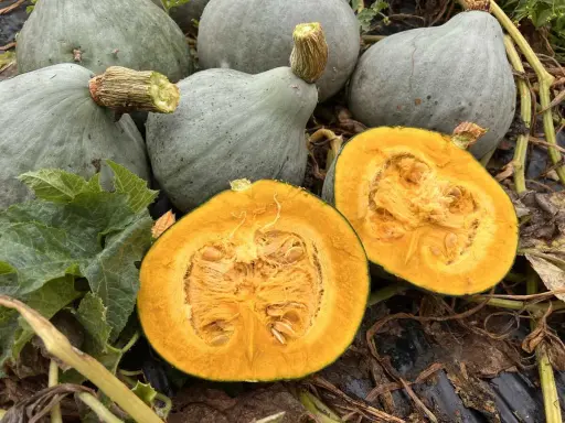 Courges bleues, dont une coupée en deux révélant sa chair orangée. Un ballet de saveurs d'automne.