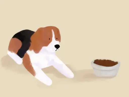 Beagle leży obok miski z jedzeniem, ale pies nie chce jeść.