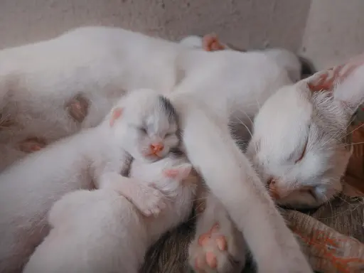 Śpiąca mama kotka z kilkoma maleńkimi kociętami przytulonymi do jej brzucha. Widać, że kotka jest w ciąży, bo jej brzuch jest zaokrąglony.