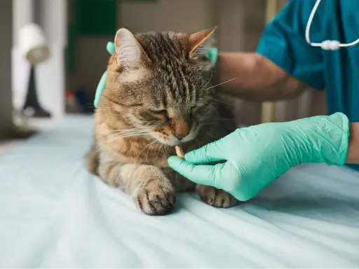 Weterynarz podaje kotu tabletkę, by pozbyć się nicieni.