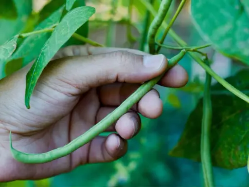 A hand gently holds a long, slender green bean, freshly picked from the plant.