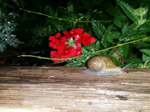 Co na ślimaki w ogrodzie? Odzyskaj spokój! Skuteczne sposoby walki