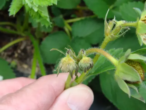 A hand points to developing strawberry flowers, some showing damage from a strawberry weevil.