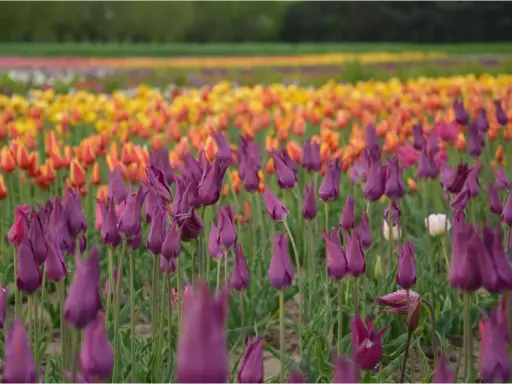 Fioletowe tulipany w ogrodzie, na tle rzędów żółtych i pomarańczowych kwiatów.