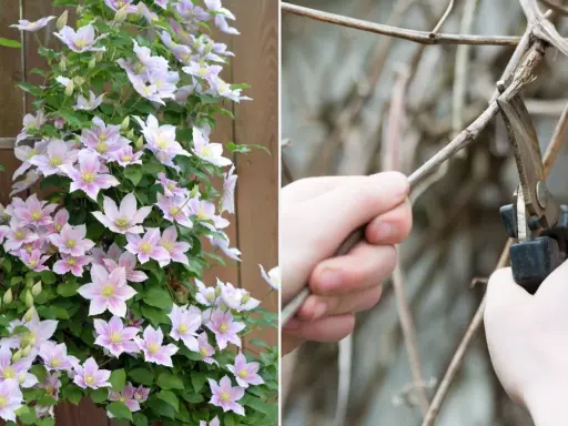 Piękna powojowa z różowymi kwiatami obok dłoni przycinającej pędy. Wiosenne cięcie clematis to klucz do obfitego kwitnienia.