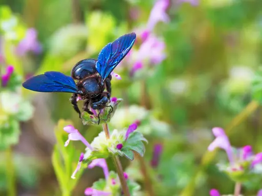 Une abeille charpentière aux ailes bleues métalliques butine une petite fleur rose et verte.