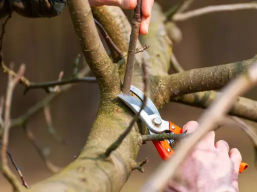 Hände schneiden mit einer Gartenschere einen Ast eines Apfelbaums. Der Sommerschnitt fördert das Wachstum gesunder Früchte.