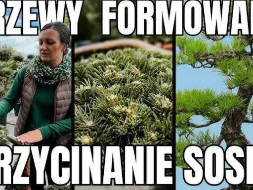 Jak przycinać sosnę? Poradnik krok po kroku do pięknego drzewa