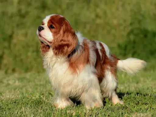 Uroczy spaniel king, o rudych i białych łapkach, stoi na zielonej trawie, wyglądając z godnością.