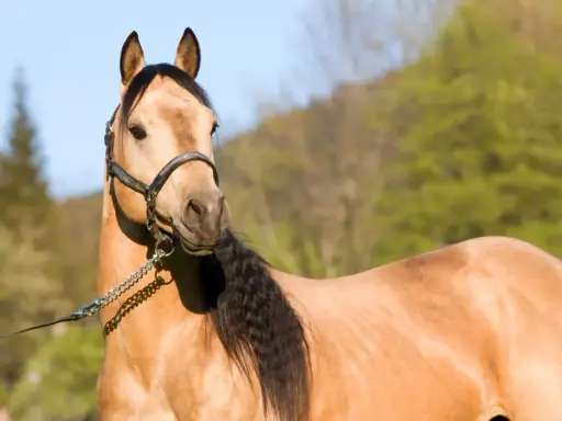 Ein brauner Quarter Horse mit schwarzer Mähne und Halfter. Sein Gewicht ist typisch für die Rasse.