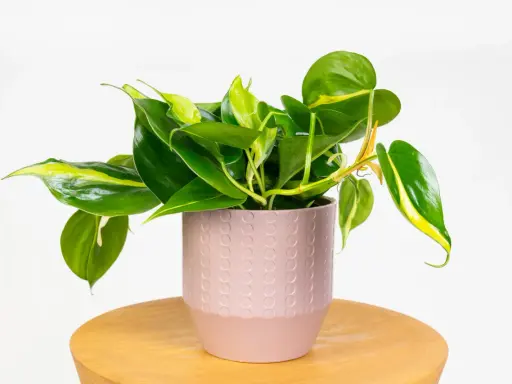Philodendron hederaceum w różowej doniczce z ozdobnym wzorem, na drewnianym stoliku.