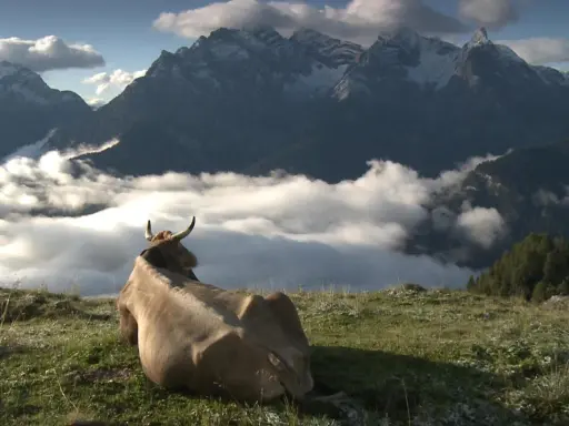Una mucca riposa su un prato verde, contemplando un panorama mozzafiato di **alta montagna** con cime innevate e un mare di nuvole.