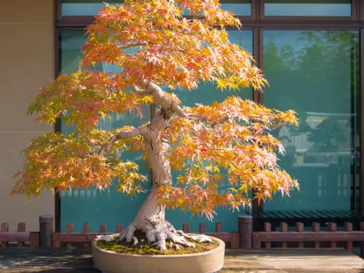 Magnifique arbre japonais en automne, ses feuilles aux teintes orangées et rouges illuminent le paysage.