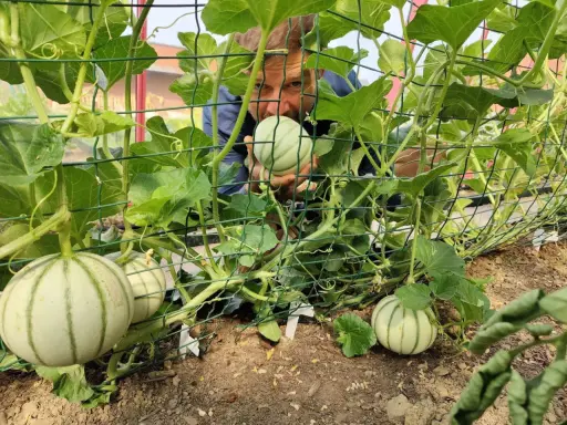 Un homme examine des melons en train de pousser sur des treillages. Il est temps de planter des melons pour la récolte d'été.