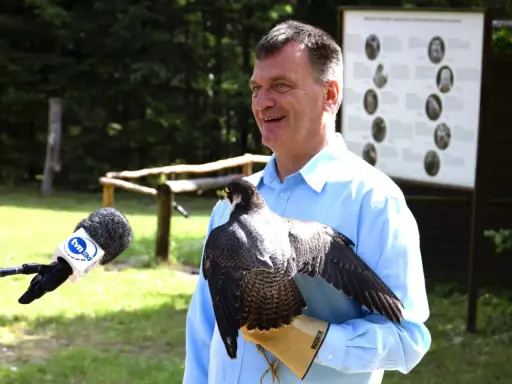 Mężczyzna w błękitnej koszuli prezentuje sokoła na rękawicy. Obok mikrofon TVN24.