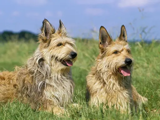 Deux gros chiens de berger au poil hirsute, assis dans l'herbe verte sous un ciel bleu.