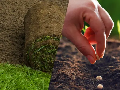 Préparation du sol et semis de graines pour apprendre comment planter du gazon. Un rouleau de gazon est prêt à être posé, tandis qu'une main sème des graines.