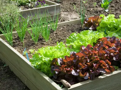 Un potager en carrés avec des oignons verts et des laitues rouges et vertes. Idéal pour faire son potager et manger frais.