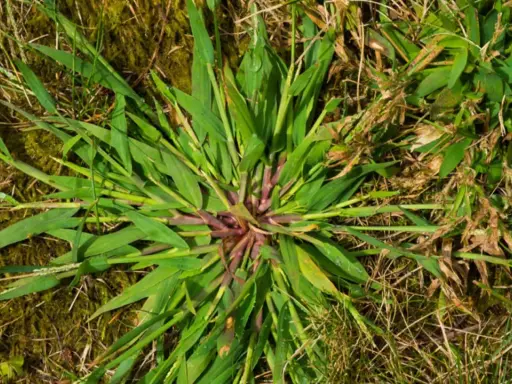 A close-up of crabgrass with its distinctive purple stem, spreading across dry grass and mossy ground.