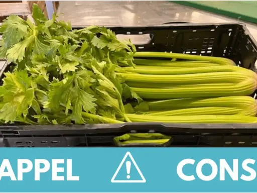 Rappel de consommation : attention, cette botte de céleri pourrait contenir une feuille de céleri toxique.