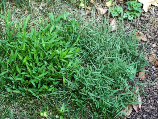 Two types of grass, one with broad leaves and another with thin blades, are shown. This image might help you learn how to get rid of nimblewill.