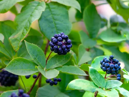 Grappes de baies noires d'éleuthérocoque, connues pour leurs bienfaits pour la santé, sur fond de feuilles vertes.