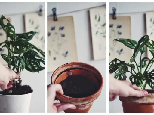 En hand planterar om en monstera i en ny kruka.