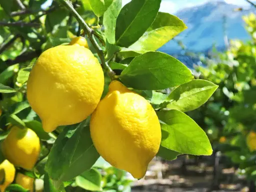 Citrons jaunes mûrs sur une branche, prêts à être cueillis. L'idée de planter un citronnier pour avoir ce beau fruit.