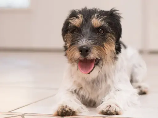 Szczeniak rasy Jack Russell Terrier leży na podłodze, dysząc i lekko się trzęsąc. Jego język jest wysunięty, a oczy patrzą wprost na widza.