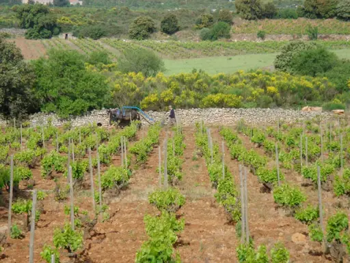 Vignoble en terrasses avec un homme et un cheval labourant, parsemé de genêts en fleurs.