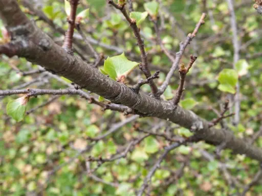 Gros plan sur une branche de prunier, avec de jeunes feuilles vertes qui commencent à apparaître. Il faudra tailler ce prunier trop haut pour qu'il reste gérable.