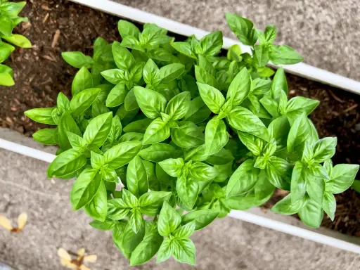 Jeunes pousses de basilic, signe d'un temps germination basilic réussi. Les feuilles vertes et brillantes promettent une belle récolte.