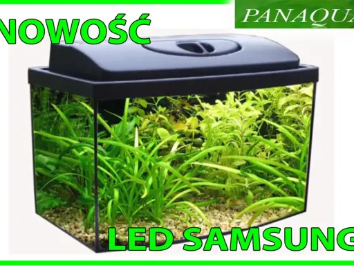 Nowość! Akwarium 60l z bujną roślinnością i oświetleniem LED Samsung. Idealne do stworzenia podwodnego świata.