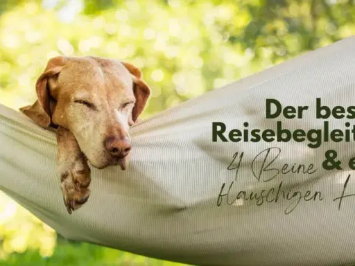 Hotel mit Hund finden: Tipps für Ihren perfekten Urlaub