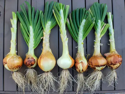 Harvested onions with green tops and roots, ready for planting. Learn when to plant onions zone 7 for a bountiful harvest.