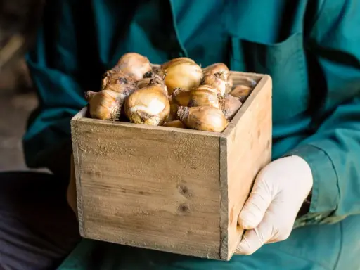 Hands in gloves hold a wooden crate filled with tulip bulbs, ready for proper storage.