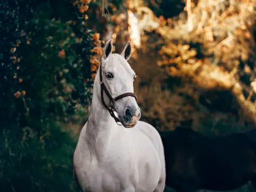 Ein weißes Pferd mit braunem Halfter im Abendlicht. Vielleicht braucht es rescue tropfen pferd dosierung.