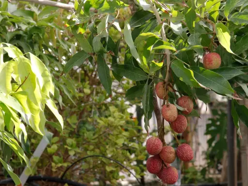 Grappes de fruits rouges sur un arbre à litchi, leurs peaux texturées brillent sous le soleil.
