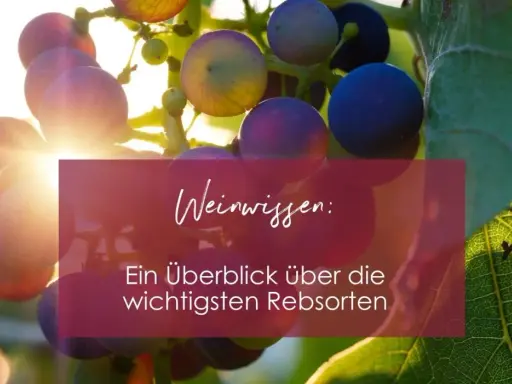 Sonnenbeschienene Trauben der Vitis vinifera, mit Text "Weinwissen: Ein Überblick über die wichtigsten Rebsorten".