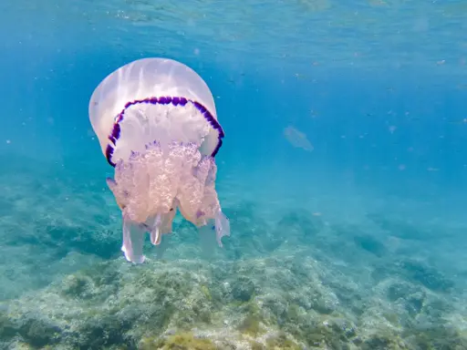 Una medusa con bordo viola fluttua nell'acqua blu, mostrando diverse quallen arten.