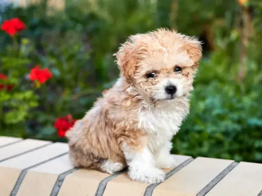 Adorable caniche croisé bichon, tout doux, assis sur un muret avec des fleurs rouges en arrière-plan.